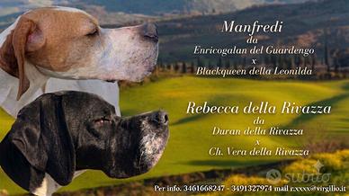 Pointer inglese 
