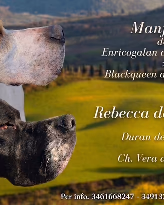 Pointer inglese 