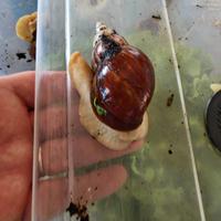 Lumache africane adulte e sub adulte Achatina