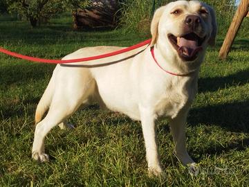 Labrador Retriever Femmina Giovane (16 Mesi)