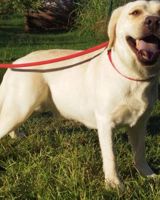 Labrador Retriever Femmina Giovane (16 Mesi)