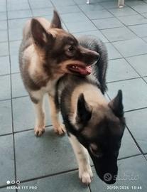 Husky cuccioli
