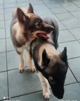 Husky cuccioli