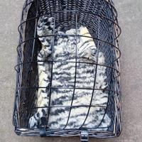 Trasportino da automobile per cane 