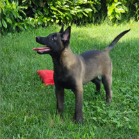 Cuccioli di pastore belga malinois carbone