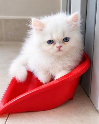 Gattini persiani