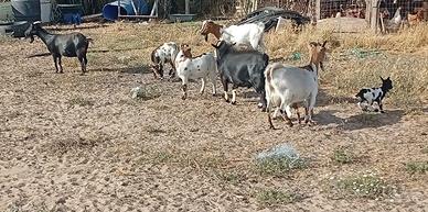 Capre tibetane