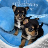 Chihuahua pelo corto