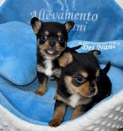 Chihuahua pelo corto