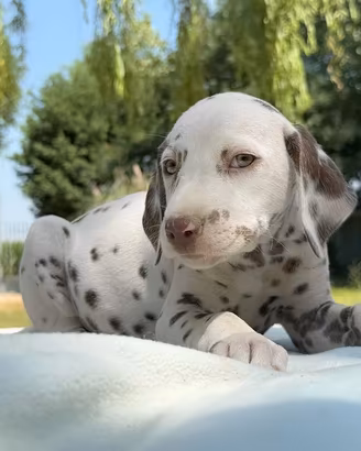 Dalmata Maschi - Pedigree ENCI + BAER Test