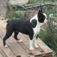 Boston terrier cgnolina