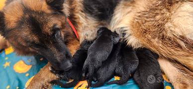 Cuccioli di pastore tedesco
