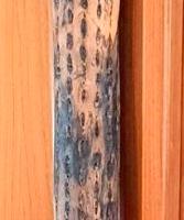 BASTONE DELLA PIOGGIA (PALO DE LLUVIA)