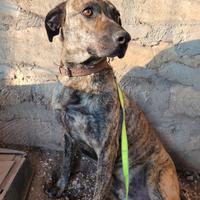 Cane giovane stupendo in adozione