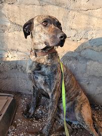 Cane giovane stupendo in adozione