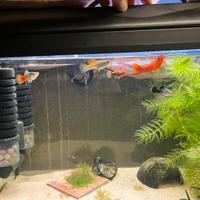 Pesci platy e portaspada