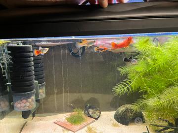 Pesci platy e portaspada