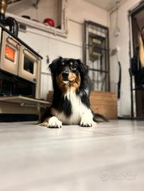 ? Splendido Australian Shepherd per Accoppiament