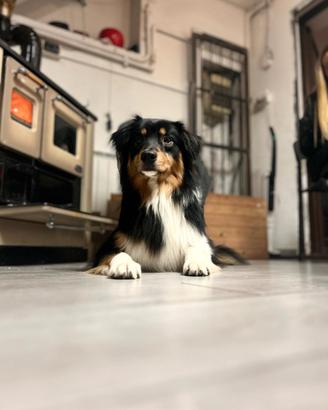 Splendido Australian Shepherd per Accoppiament