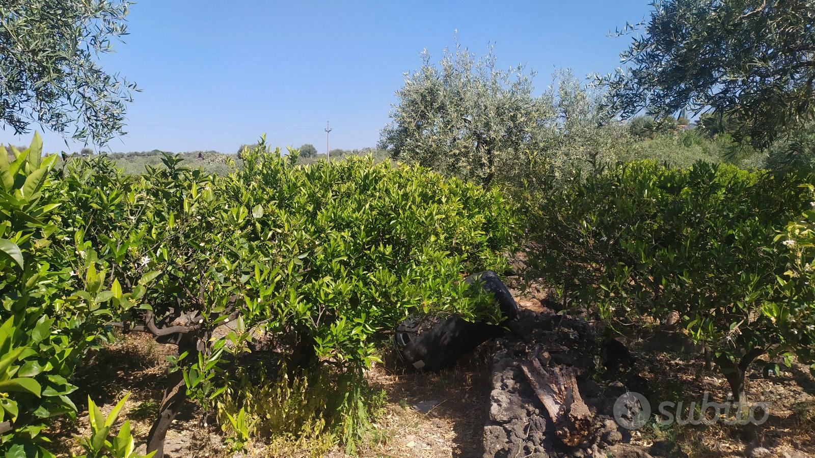 Vendita terreno agricolo - Altro