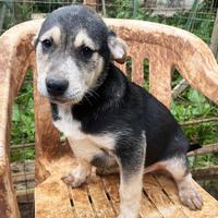 Tito, cucciolo 3 mesi, taglia media
