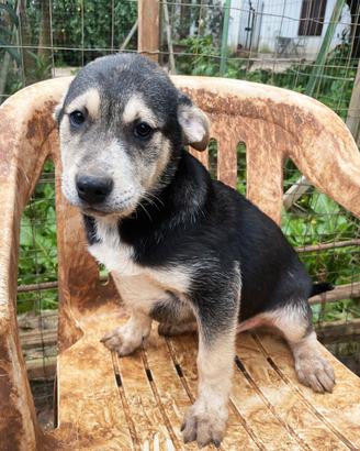 Tito, cucciolo 3 mesi, taglia media