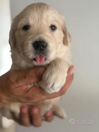 Cuccioli Golden Retriever con pedigree Enci