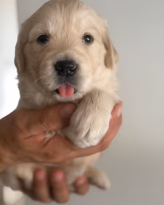 Cuccioli Golden Retriever con pedigree Enci