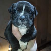 Cuccioli bully xl
