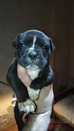 Cuccioli bully xl