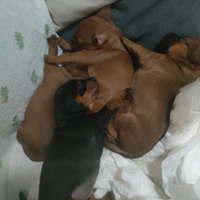 Piccoli pincher sono maschio e femmina