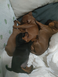 Piccoli pincher sono maschio e femmina