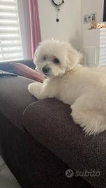 Disponibile per monta cucciolo maschio maltese