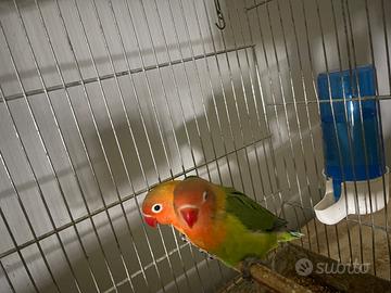 Inseparabili fischer