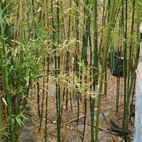 Carrassi Indipendente giardino tavernetta