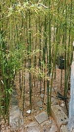 Carrassi Indipendente giardino tavernetta