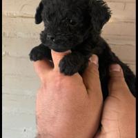 Barboncino MINI TOY. Maschietto