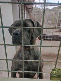 cane corso
