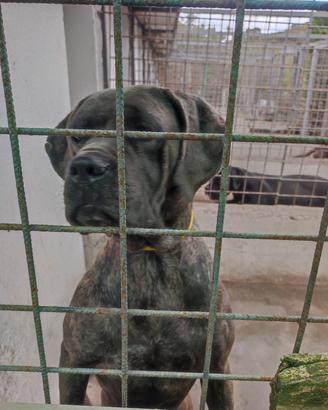 cane corso
