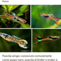 Pesci per acquario