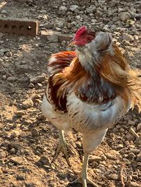 Gallo araucana