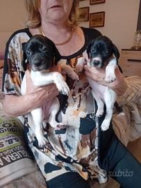 Cuccioli pointers