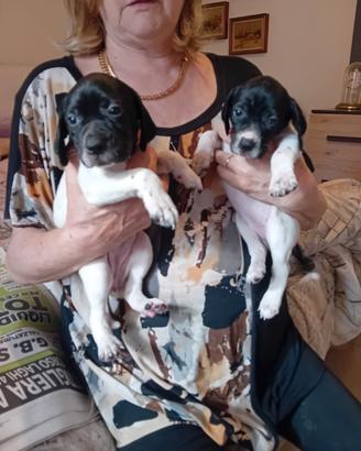 Cuccioli pointers