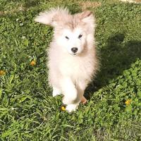 Alaskan Malamute cuccioli