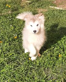 Alaskan Malamute cuccioli