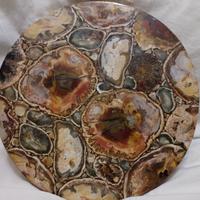 splendido tondo legno fossile +ammonite