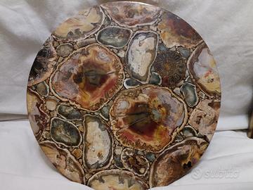 splendido tondo legno fossile +ammonite