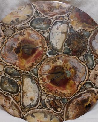 splendido tondo legno fossile +ammonite