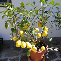 Limoni in vaso