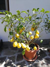 Limoni in vaso